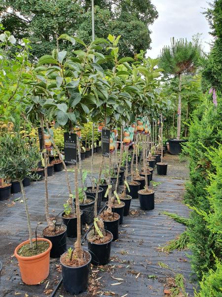Kakibaum Diospyros KAKI Rote Brillante kaufen Kakibaum Diospyros KAKI Rote Brillante kaufen